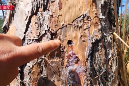 Lâm Đồng: Hàng trăm cây thông bị đầu độc bằng hóa chất