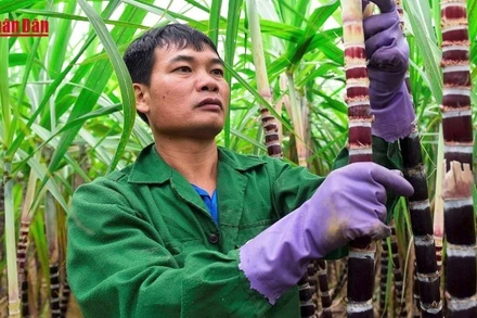 [Video] Nông dân Bà Rịa-Vũng Tàu lo lắng vì sắn, mía ế