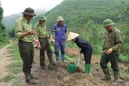 Cán bộ kiểm lâm hướng dẫn kỹ thuật trồng rừng cho người dân huyện Sơn Dương, tỉnh Tuyên Quang.