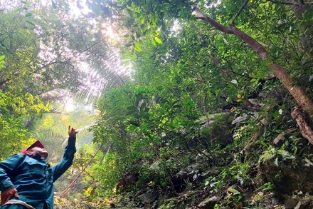 Cán bộ Ban Quản lý rừng đặc dụng chỉ ra những cây mai cổ thụ có đường kính lớn tại Khu bảo tồn thiên nhiên Đa Krông.