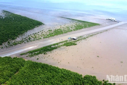 Một góc không gian xanh tại khu vực Bãi Bồi thuộc Vườn Quốc gia Mũi Cà Mau. (Ảnh minh họa)