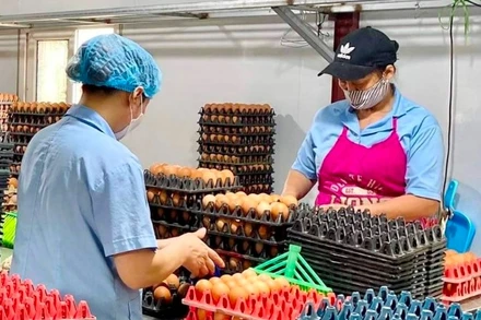 Công ty cổ phần thực phẩm Tiên Viên (huyện Chương Mỹ, thành phố Hà Nội) mở rộng sản xuất kinh doanh từ nguồn vốn tín dụng của Agribank.