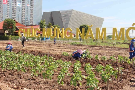 Sáng 28/11, đơn vị thi công đã chuyển số lượng cây hướng dương thực hiện các công việc để cánh đồng hoa hướng dương kịp nở rộ phục vụ người dân và du khách đến tham quan dịp Tết Dương lịch 2024.