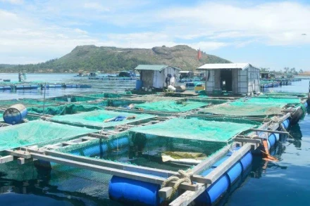 Phát triển thủy sản bền vững theo hướng tăng nuôi trồng, giảm khai thác là một trong những nhiệm vụ trọng tâm trong định hướng phát triển ngành thủy sản giai đoạn hiện nay. (Ảnh: HIỀN CỪ)