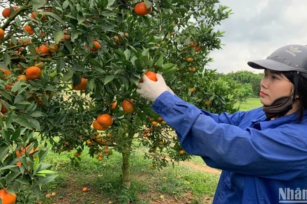 Cây ăn quả là mũi nhọn trong phát triển kinh tế của tỉnh Hòa Bình.