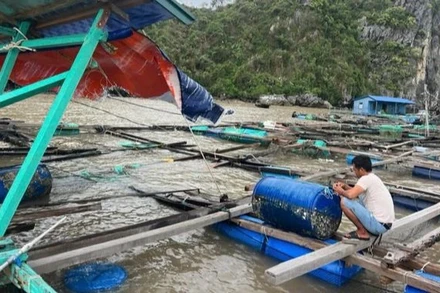 Bộ Nông nghiệp và Phát triển nông thôn vừa có văn bản số 6661/BNN-TS về việc triển khai các biện pháp nhằm sớm khôi phục sản xuất nuôi trồng thủy sản.