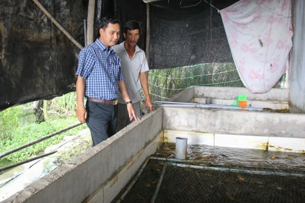 Mô hình nuôi lươn của hộ ông Lý Kim Thên.