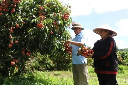 Tìm giải pháp gỡ khó cho xuất khẩu nông sản
