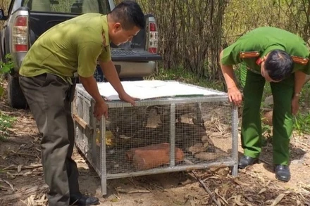 Thời gian qua do chênh lệch về giá cả, lợi nhuận cao nên các đối tượng buôn bán động vật nhập lậu đã thực hiện nhiều thủ đoạn tinh vi để thực hiện hành vi trái pháp luật. 