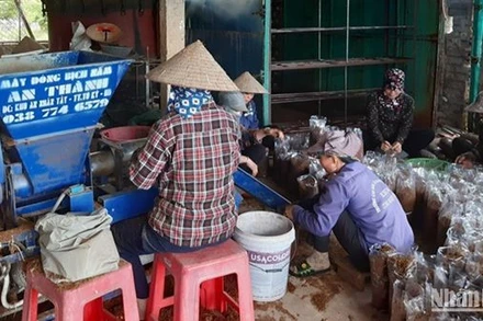 Công nhân Hợp tác xã nấm Tuấn Hiệp đang đóng gói sản phẩm nấm.