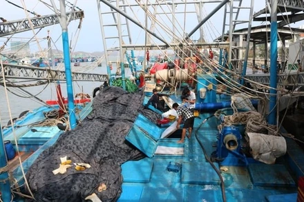 Hiện nay, khâu kiểm soát giữa cảng cá và hoạt động chế biến còn chưa chặt chẽ, việc kiểm soát tàu cá ra vào cảng, quản lý dữ liệu còn nhiều bất cập, chưa rõ ràng. Ảnh: Báo Nông Nghiệp