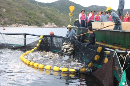 Nghề nuôi trồng thủy sản trong đó có nuôi biển đóng vai trò quan trọng đối với lĩnh vực thủy sản của Việt Nam cũng như sự phát triển kinh tế-xã hội. 
