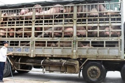 Thủ tướng Chính phủ vừa có Công điện về việc ngăn chặn, phát hiện và xử lý nghiêm các trường hợp nhập lậu lợn qua biên giới vào Việt Nam.