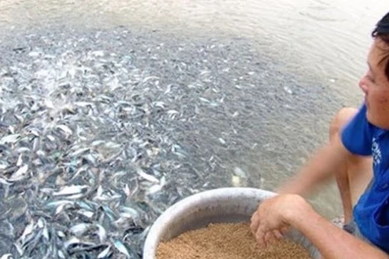 Ngành hàng cá tra đang gặp phải một số khó khăn thách thức về số lượng và chất lượng cá tra giống, những rào cản thương mại quốc tế…