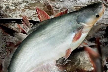 Lễ hội cá tra sẽ được tổ chức trong hai ngày từ 16 đến 17/12.