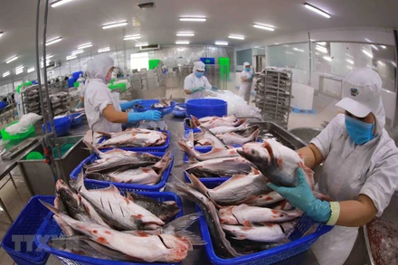 Trong xu hướng sụt giảm chung tới hầu hết các thị trường, Brazil vẫn giữ vị trí là thị trường nhập khẩu lớn thứ tư của cá tra Việt Nam. (Ảnh: TTXVN)