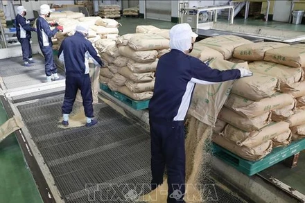 Gạo dự trữ của Chính phủ được chuyển tới nhà máy xay xát ở tỉnh Saitama, Nhật Bản, ngày 18/3/2025. Ảnh: Kyodo/TTXVN
