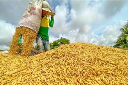 Trong hai tháng đầu năm, tình hình thị trường lúa gạo thế giới có nhiều biến động, theo các chuyên gia nguyên nhân của việc giá gạo giảm đó là có sự mất cân đối cung-cầu trên thị trường thế giới.