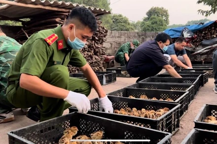 Tình trạng nhập lậu gia cầm trong 9 tháng có chiều hướng tăng mạnh.