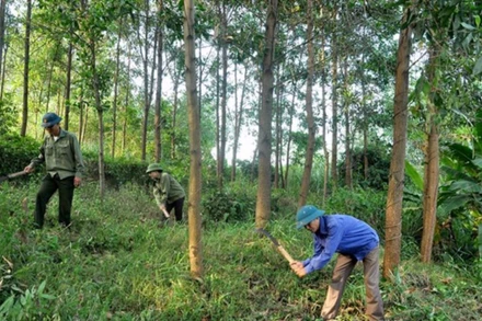 Năm 2023 là năm có nhiều khó khăn thách thức đối với ngành lâm nghiệp, từ việc đứt gãy chuỗi cung cầu gây ảnh hưởng giao thương, vấn đề logistic.