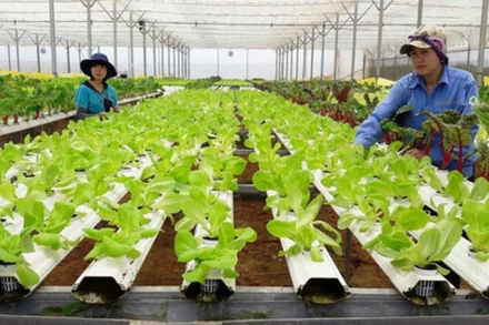 Cây trồng chuyển gen được xem như là một trong những giải pháp giảm thiểu những thiệt hại cho ngành nông nghiệp trong bối cảnh hiện nay.