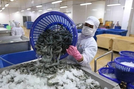 Năm 2025, mặc dù còn phải đối mặt với nhiều khó khăn thách thức nhưng xuất khẩu tôm đã có những tín hiệu tích cực.