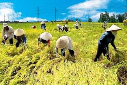 Năm 2024, ngành nông nghiệp gặp nhiều khó khăn, thách thức, mặc dù vậy ngành này đã đạt nhiều kết quả tích cực. (Ảnh minh họa)