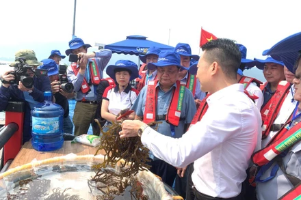 Bộ trưởng Nông nghiệp và Phát triển nông thôn Lê Minh Hoan và Chủ tịch UBND tỉnh Quảng Ninh Cao Tường Huy thăm mô hình nuôi hàu xen canh nuôi trồng rong sụn tại HTX Phất Cờ (huyện Vân Đồn, tỉnh Quảng Ninh).
