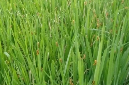 Lên phương án phòng chống dịch châu chấu tre lưng vàng 