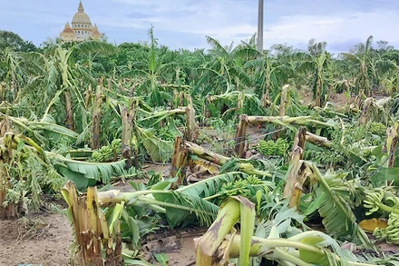 Nhiều héc ta trồng chuối ở huyện Khoái Châu bị đổ gục do ảnh hưởng của bão số 3.