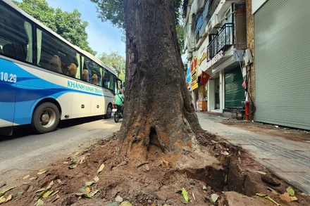 Việc cây sao đen trên phố Lò Đúc chết khô gây bức xúc trong dư luận.