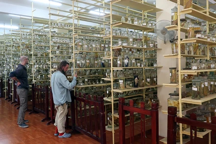 Khách nước ngoài nghiên cứu tại khu lưu trữ mẫu vật.