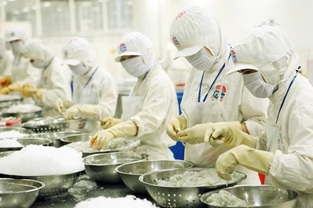 Chế biến tôm xuất khẩu tại Công ty cổ phần Chế biến thủy sản xuất nhập khẩu Kiên Cường (Kiên Giang). (Ảnh TRẦN TUẤN)