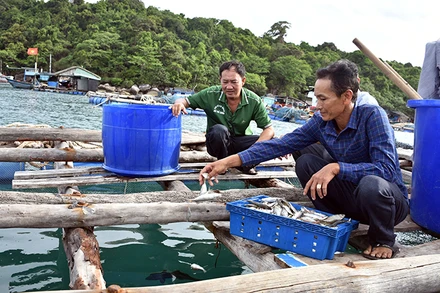 Nuôi cá lồng bè ở xã đảo Thổ Châu, thành phố Phú Quốc. (Ảnh: QUỐC TRINH)