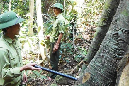 Quảng Bình xem xét nâng mức hỗ trợ bảo vệ rừng để bảo đảm đời sống người giữ rừng