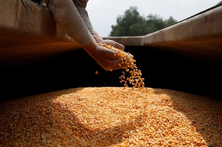 Ảnh minh họa. (Nguồn: Reuters)