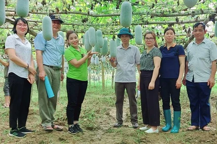 Các nhà khoa học kiểm tra mô hình phục tráng giống bí xanh thơm tại xã Yến Dương (Ba Bể). (Ảnh: HƯƠNG DỊU)