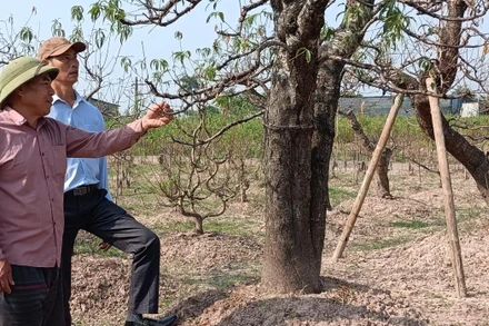 Ngoài số lượng đào còn giữ được trong vườn, hiện nay xã viên trong Tổ hợp tác sản xuất, tiêu thụ đào cảnh phường Hoàng Diệu (thành phố Thái Bình) đang nhập về hơn 2.000 gốc đào chuẩn bị cho vụ sản xuất năm sau.