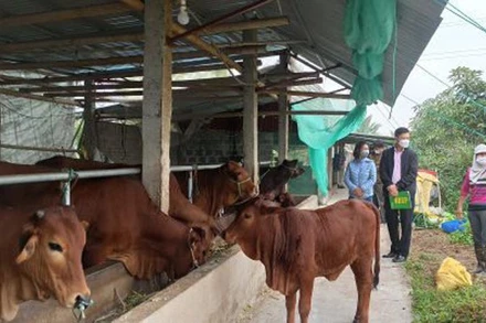 Hơn 141 nghìn hộ dân ở Thái Bình thoát nghèo thông qua nguồn tín dụng chính sách.