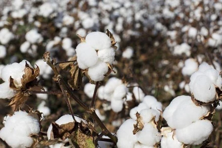 Ảnh minh họa. (Nguồn: Reuters)