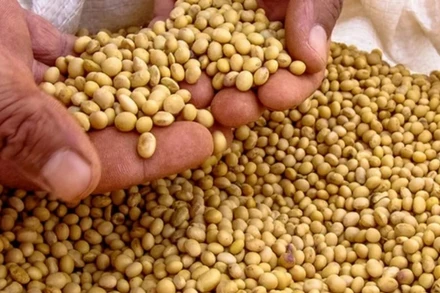 (Ảnh: The Indian Express/TTXVN)