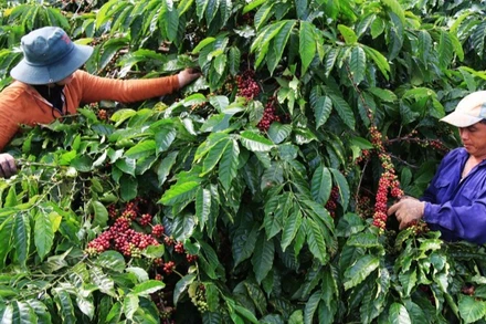 Thu hoạch cà-phê tại Đắk Nông.