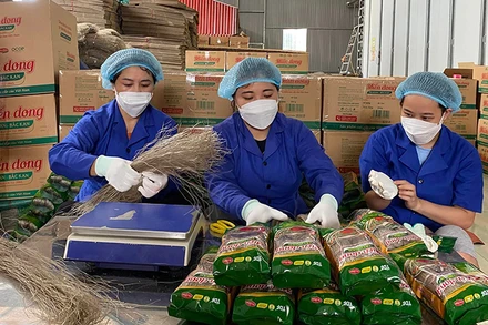 Sản phẩm miến dong của Hợp tác xã Tài Hoan, huyện Na Rì đã đạt chứng nhận 5 sao. (Trong ảnh: Hoạt động chế biến miến tại Hợp tác xã). (Ảnh: THU CÚC)