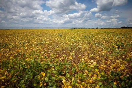 Cánh đồng đậu nành tại một trang trại ở Luziania, bang Goias, Brazil. (Ảnh: Reuters)