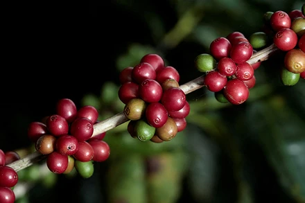 Ảnh minh họa. (Nguồn: Reuters)