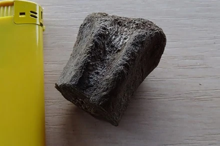 Một đốt sống hóa thạch được phát hiện trong chuyến thám hiểm "Trun 2023". (Nguồn: BTA/TTXVN)