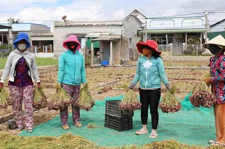 Nông dân trồng hành tím xã Nhơn Hải, huyện Ninh Hải, tỉnh Ninh Thuận phấn khởi vì đạt năng suất cao và được giá.