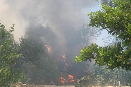 Hiện trường vụ cháy rừng phòng hộ tại xã Bình Dương.