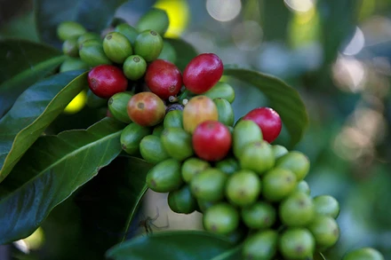 Ảnh minh họa. (Nguồn: Reuters)