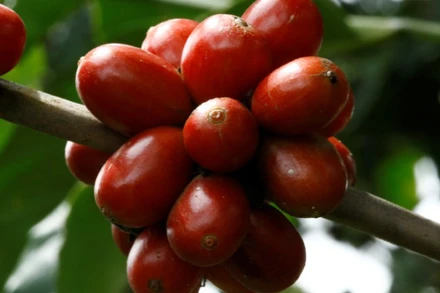 Ảnh minh họa. (Nguồn: Reuters)